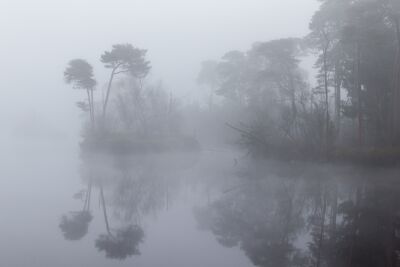 Fog over the Oisterwijk fens