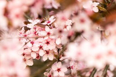 Sakura-bloesem