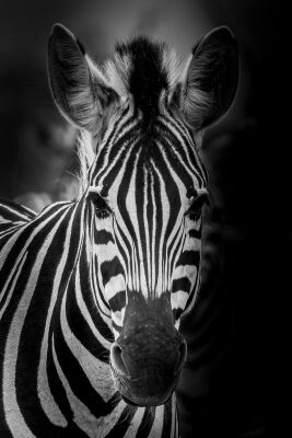 The elegance of the zebra