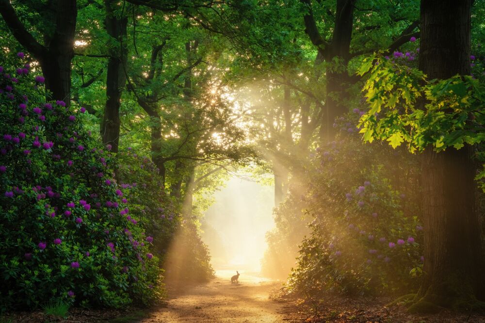 Bomen en bossen - Voorjaarsbloeiers