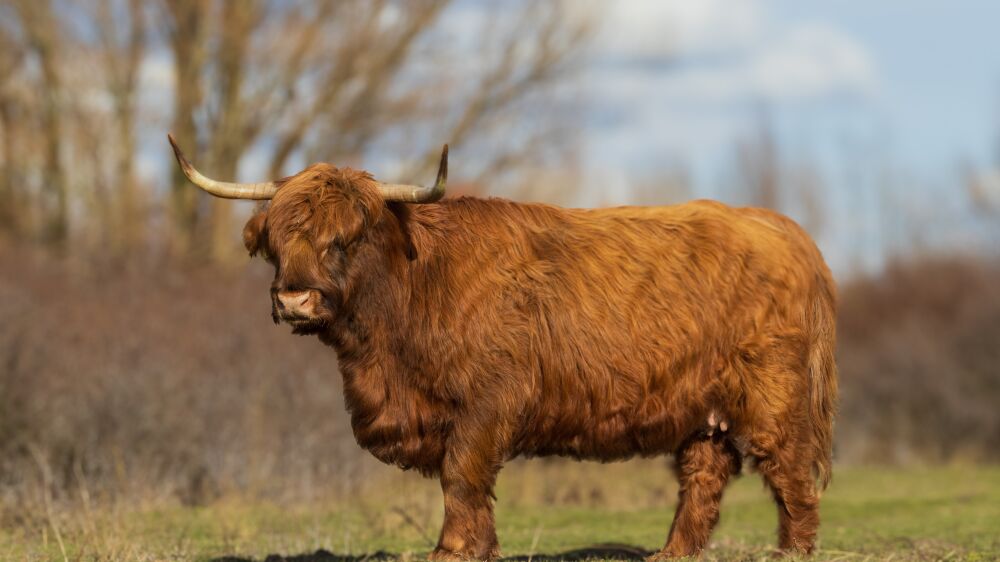 Schotse Hooglander