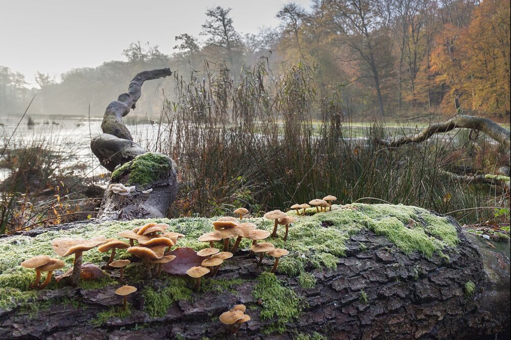 Herfst op de Veluwe