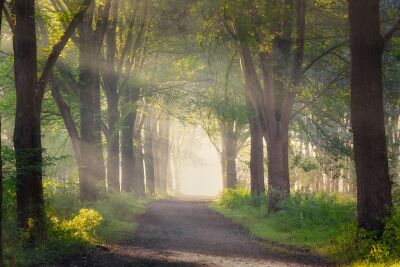 Zonnestralen in het bos tijdens de zonsopkomst