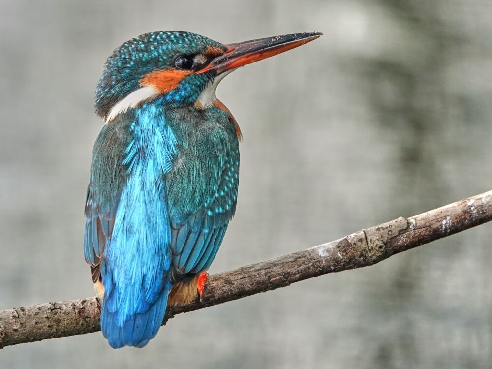 IJsvogel zittend op een tak