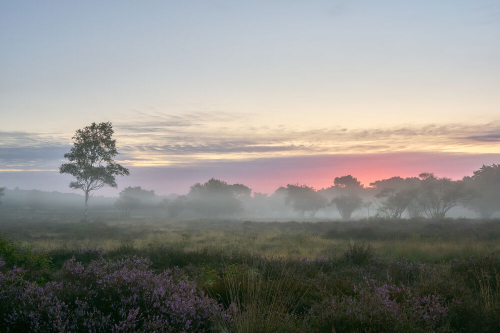 Ochtendgloren op bloeiende heide met grondmist