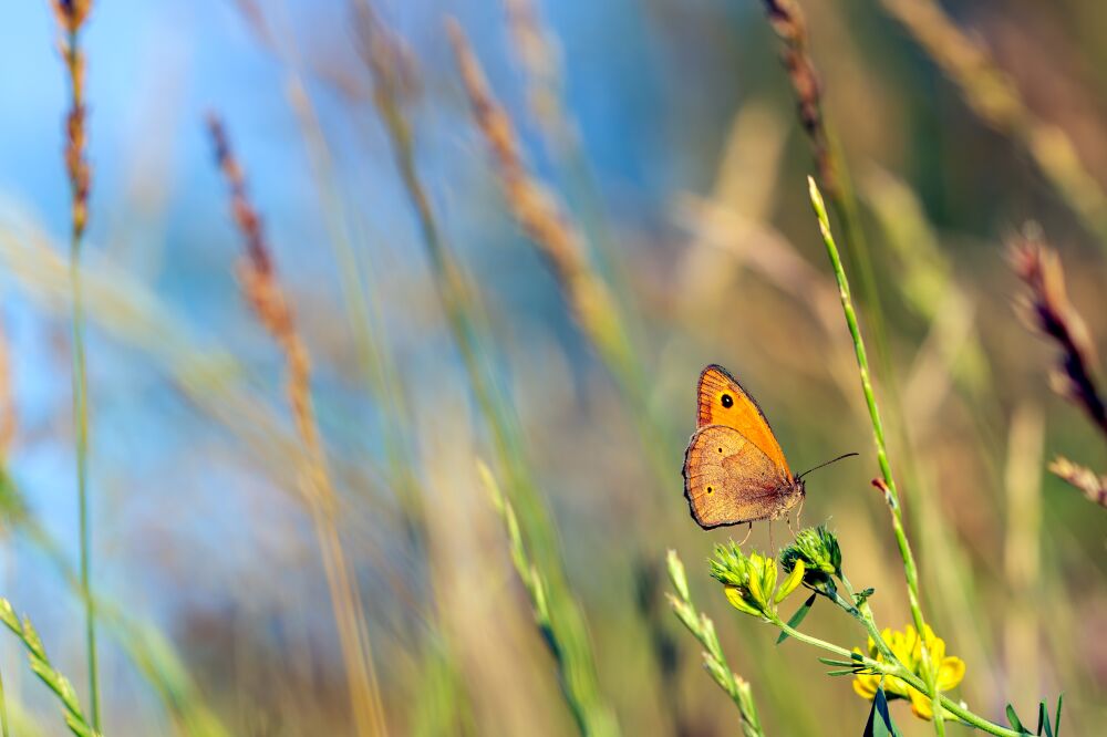 vlinder op een wilde bloem