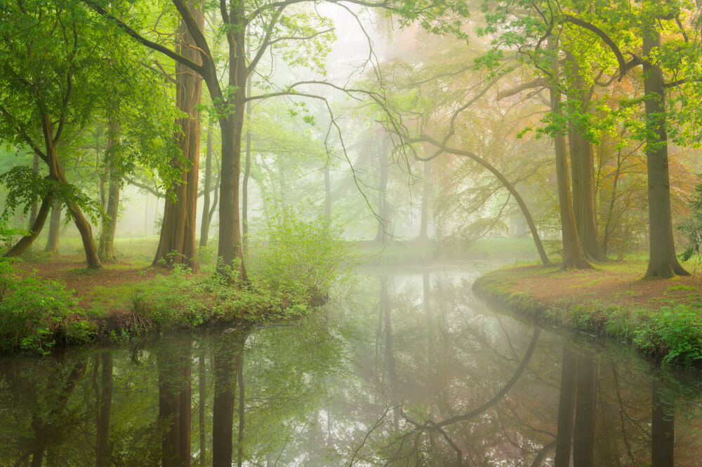 Frisse lente kleuren in het Liesbos bij Breda.