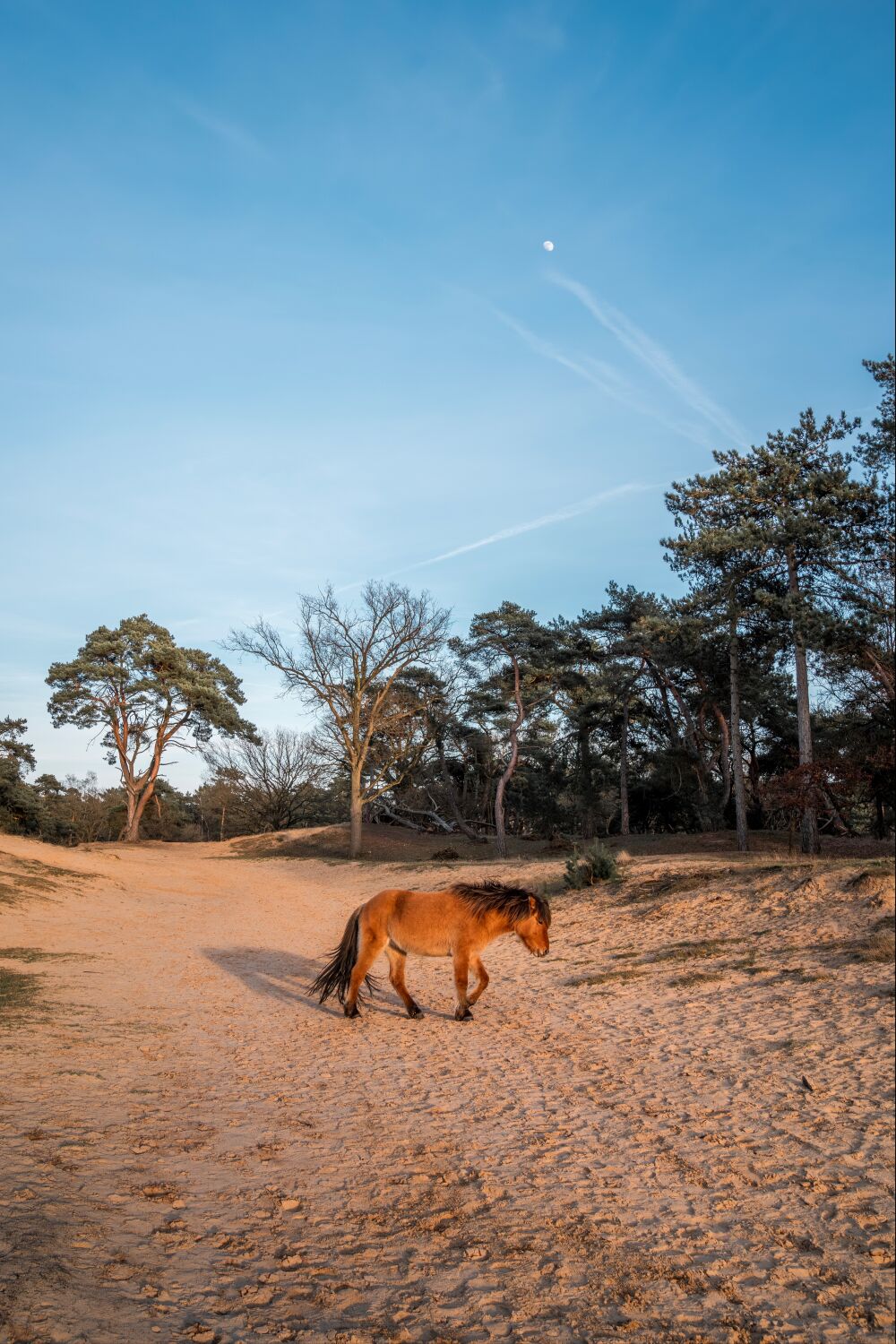 Ruhiger Spaziergang unter dem Mond Pony in einer sandigen Landschaft