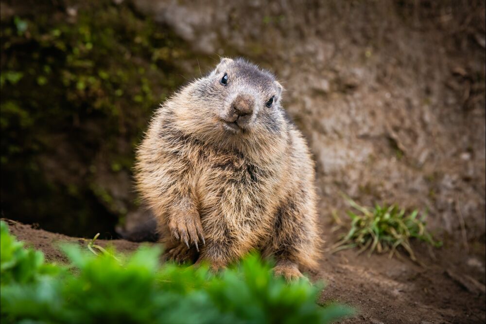 Marmot On The Lookout