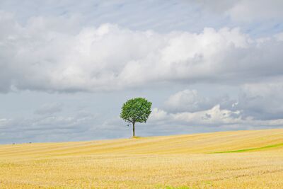 Eenzame boom in het graan