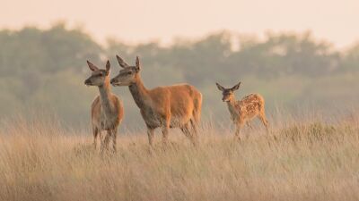 Wild op de Veluwe