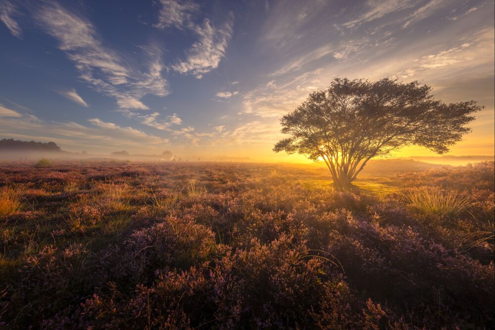 Betoverend landschap op de hei