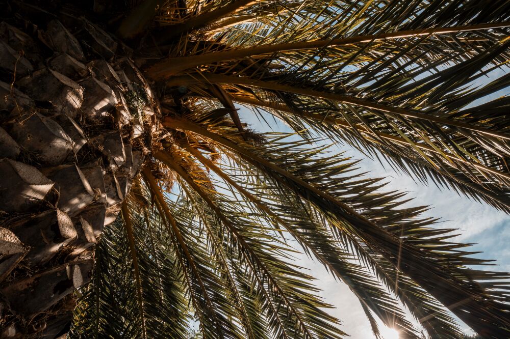 Unter dem Schatten der Palme Ein Einzigartiger Blickwinkel auf die Palmwedel