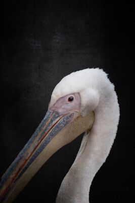 Majestic Stillness Portrait of a Pelican