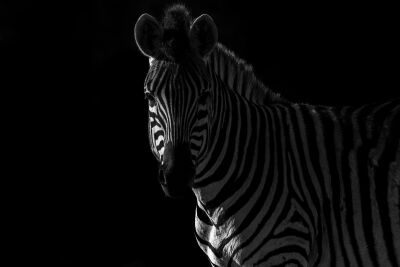 Zebra in Schaduw - Mystiek Zwart-Wit Portret