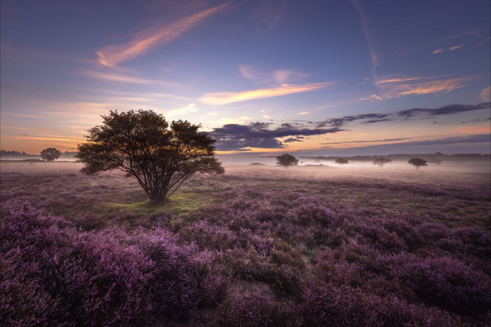 Een paarse "zee" van bloeiende heide in de ochtend