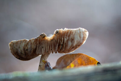 Forest monster or mushroom, who knows?