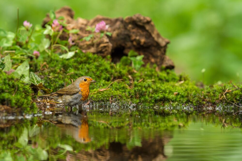 Roodborstje aan het afkoelen in het water