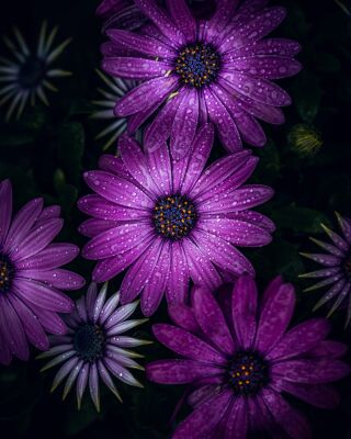 Purple Spanish daisy