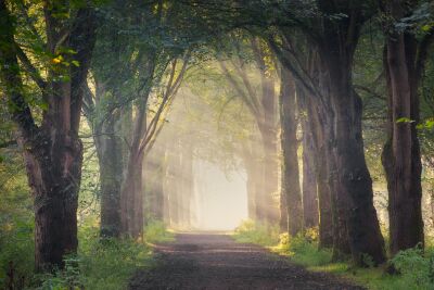 Atmospheric forest path with sunrise and light streaming through the trees