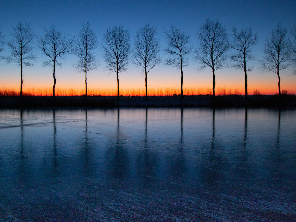 Rij bomen