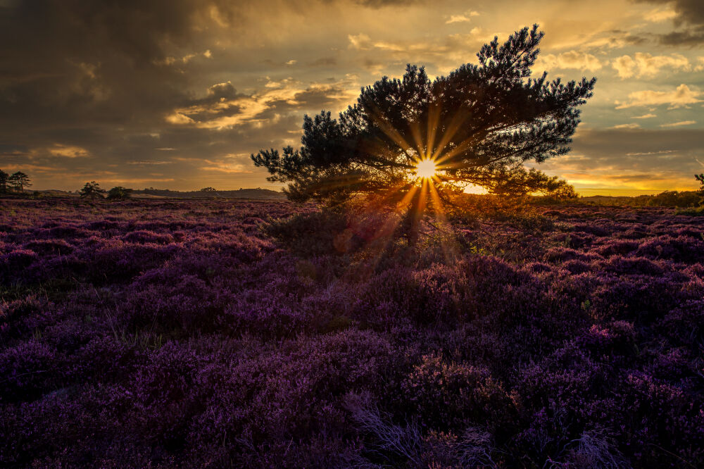 Heather sunset