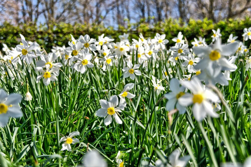 Een veld vol narcissen in de Hemmense kasteeltuin