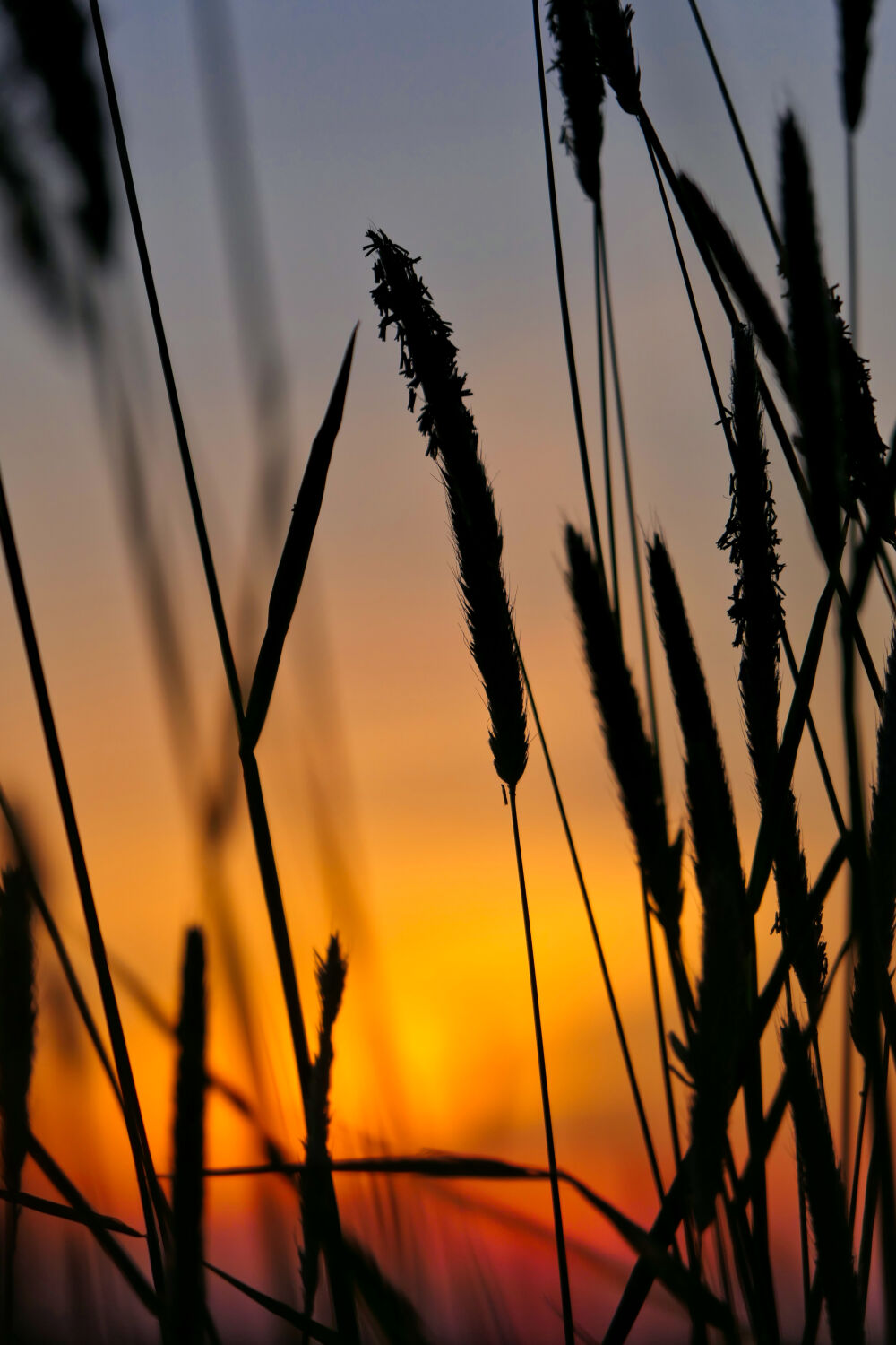 Zonsondergang door Siergras