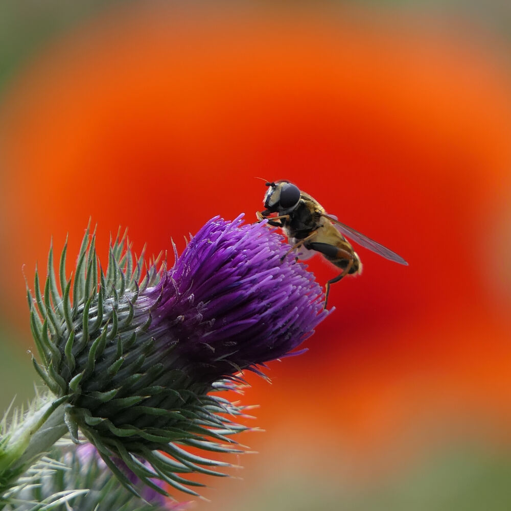 Bij op Distel met Klaproos op de achtergrond