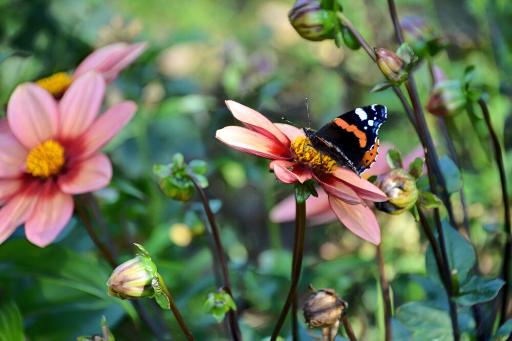 Een vlinder (Atalanta) op een bloeiende dahlia.