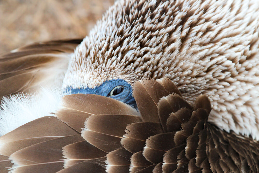 blue footed booby