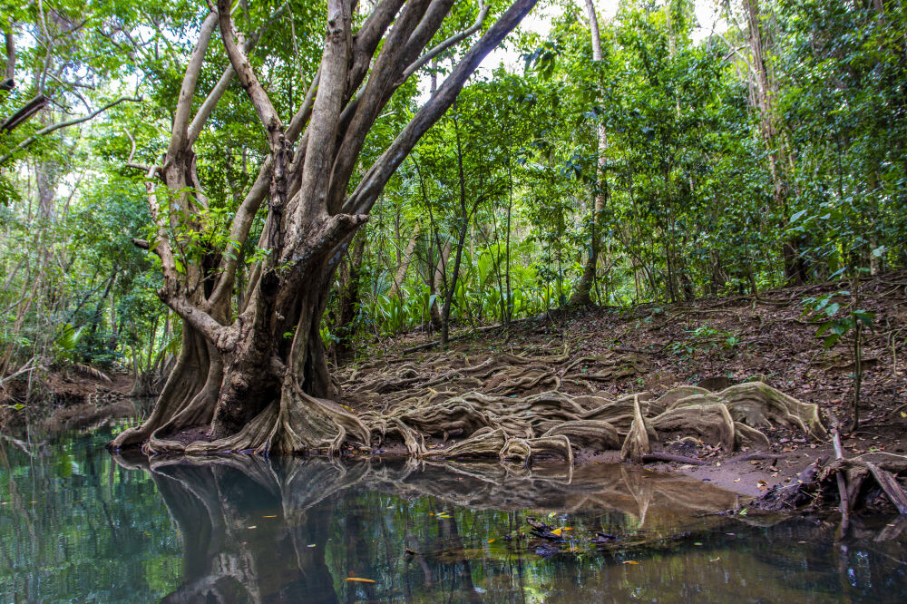 Indian River Dominica