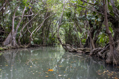 Indian River Dominica