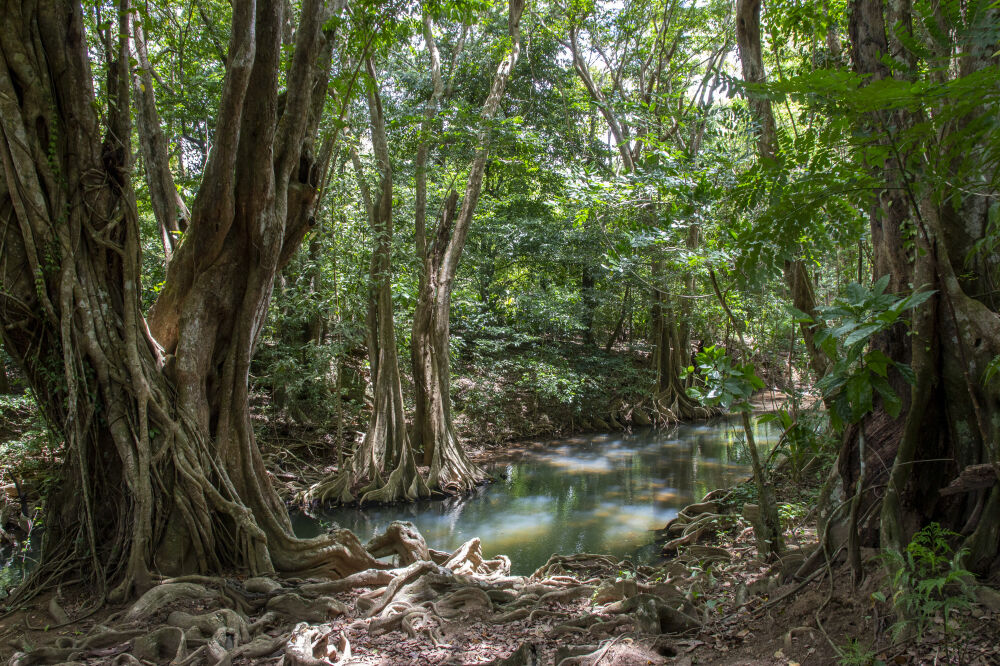 Indian River Dominica