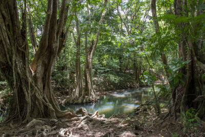 Indian River Dominica