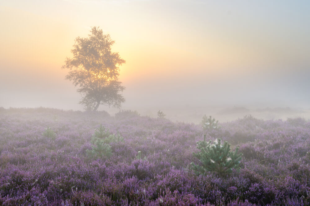 Paarse heide op een mistige ochtend op de Kalmthoutse Heide.