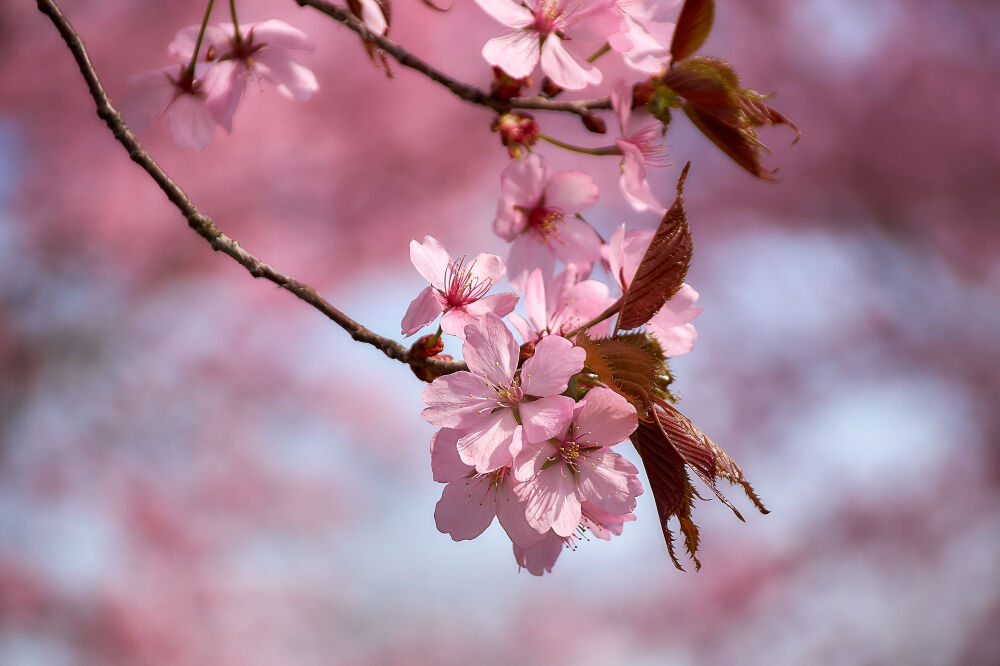 Japanse kersenbloesem