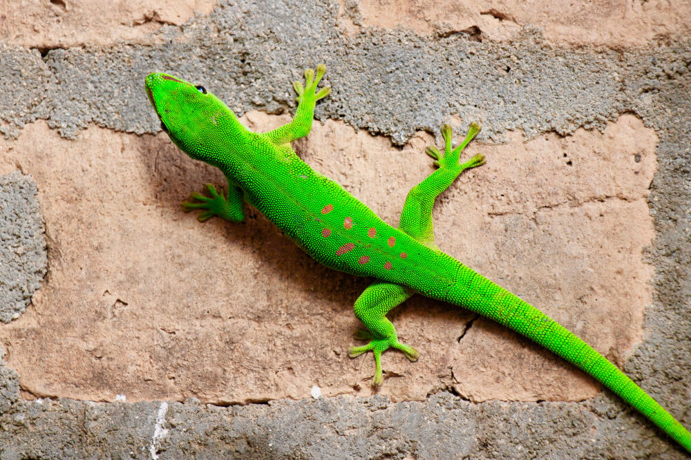 gecko