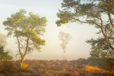 Boompjes op een mistige ochtend op de Kalmthoutse Heide.