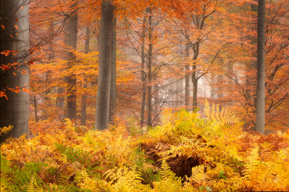 Herfst in het Liesbos bij Breda