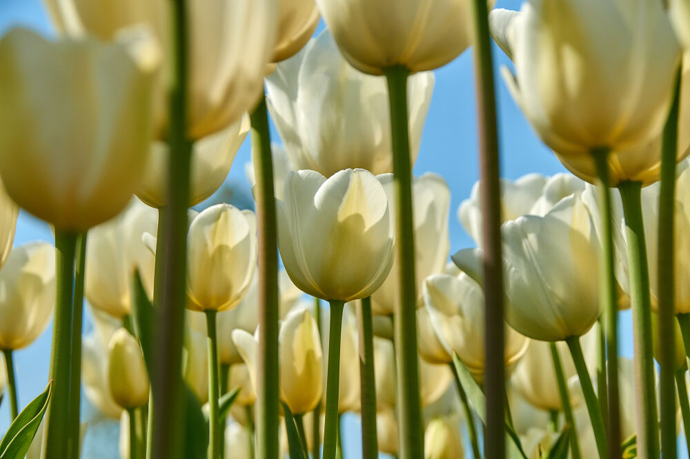 Tulp tussen de tulpen