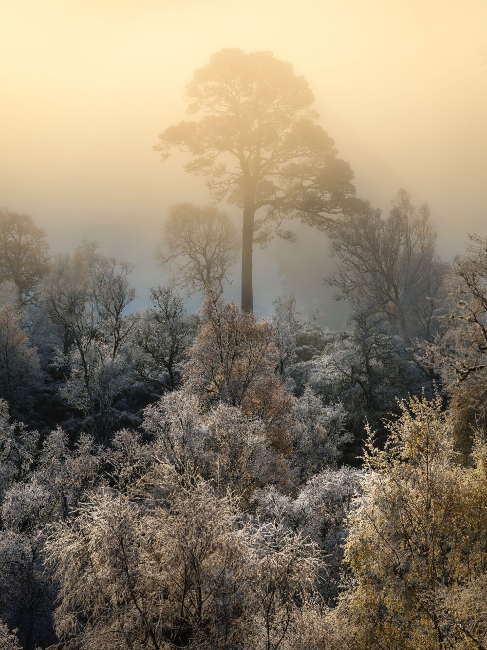 Rijp op de bomen in Glen Affric in Schotland