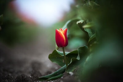 Eenzame tulp