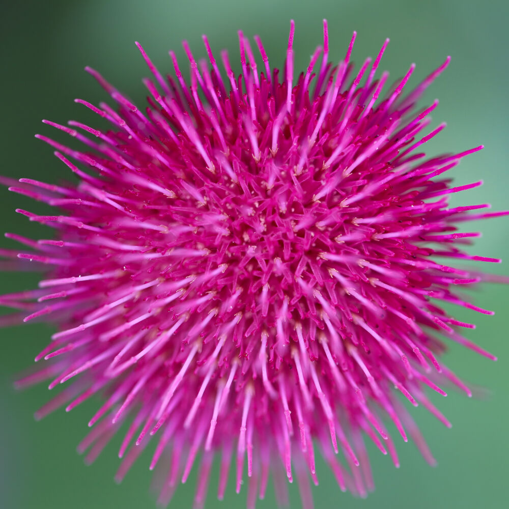 roze distel