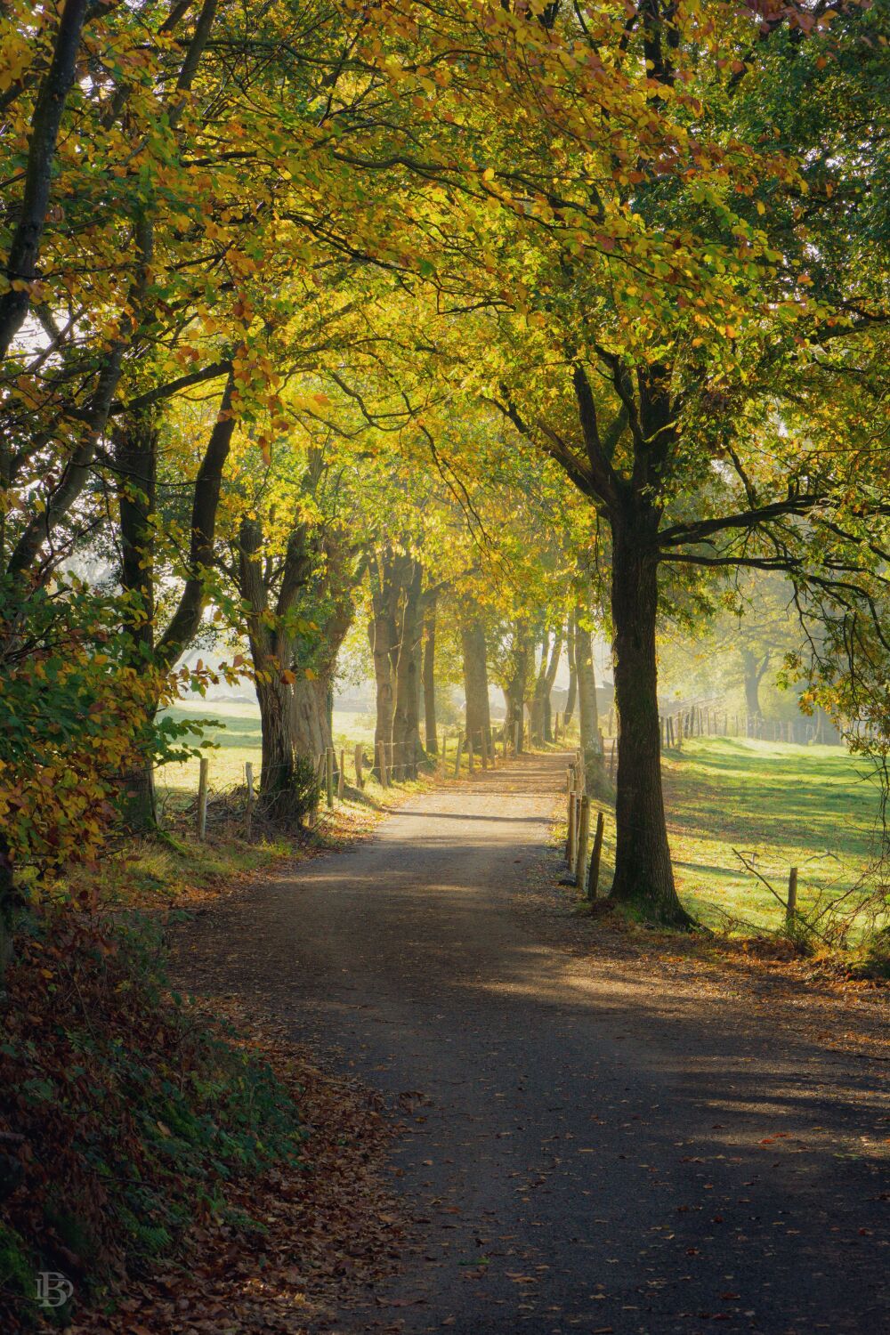 Among the trees