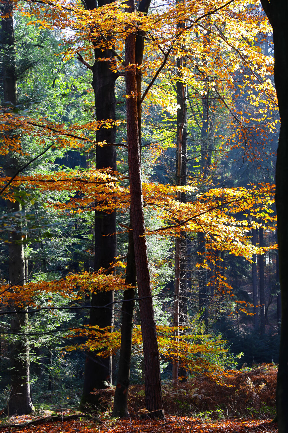 herfstbos