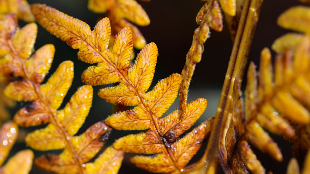 herfst kleuren