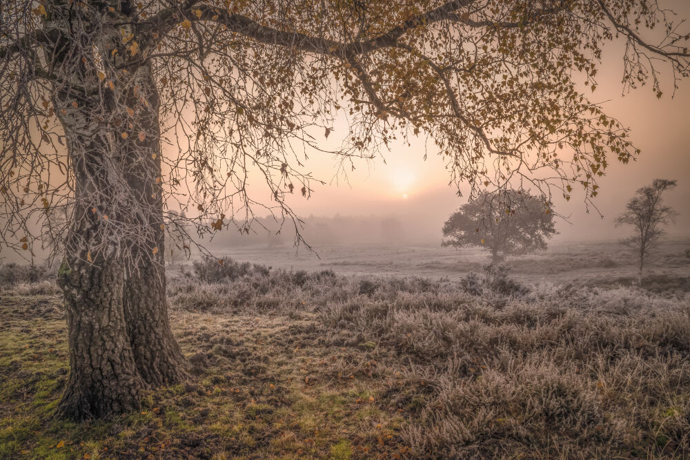 Veluws landschap