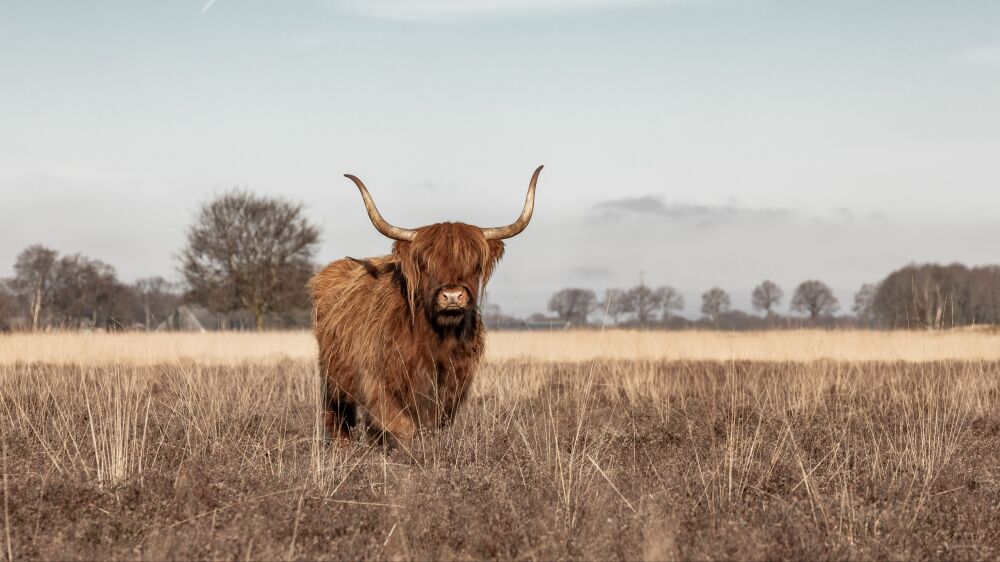 Schotse Hooglander op de heide 