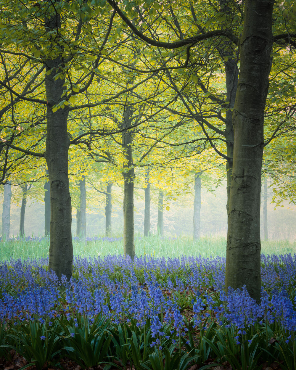 Bluebells